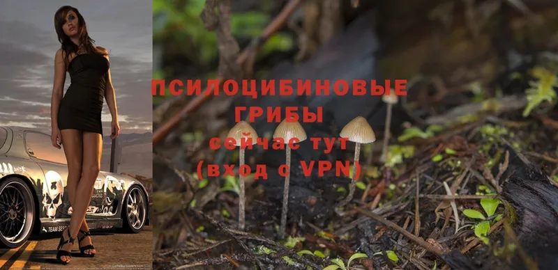 цены   Бабушкин  Галлюциногенные грибы MAGIC MUSHROOMS 